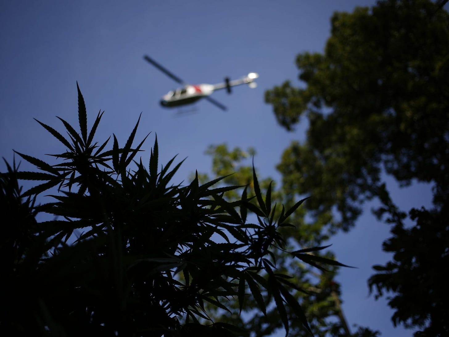 The Emerald Triangle's Brutal Pivot From Black Market to Legal