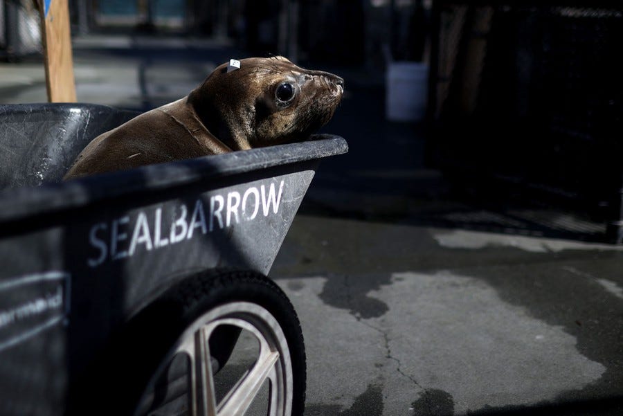 A seal pup rides in a "sealbarrow."