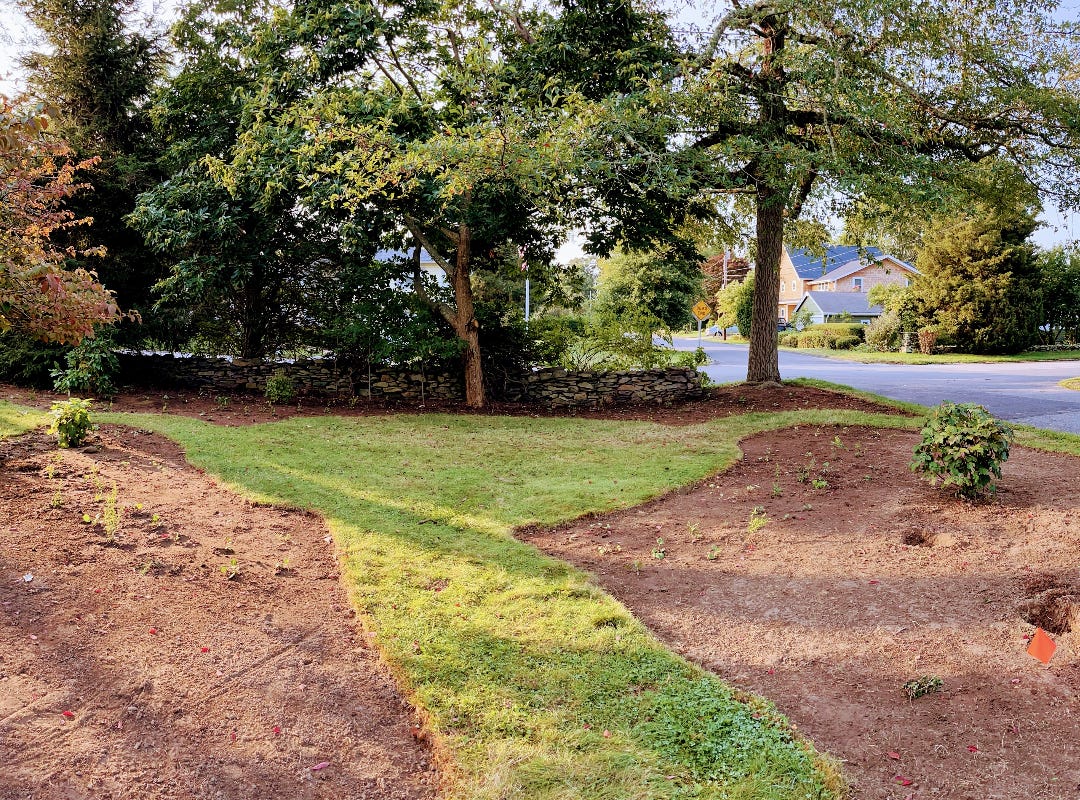 Yard with some sod removed to create large beds for native plants
