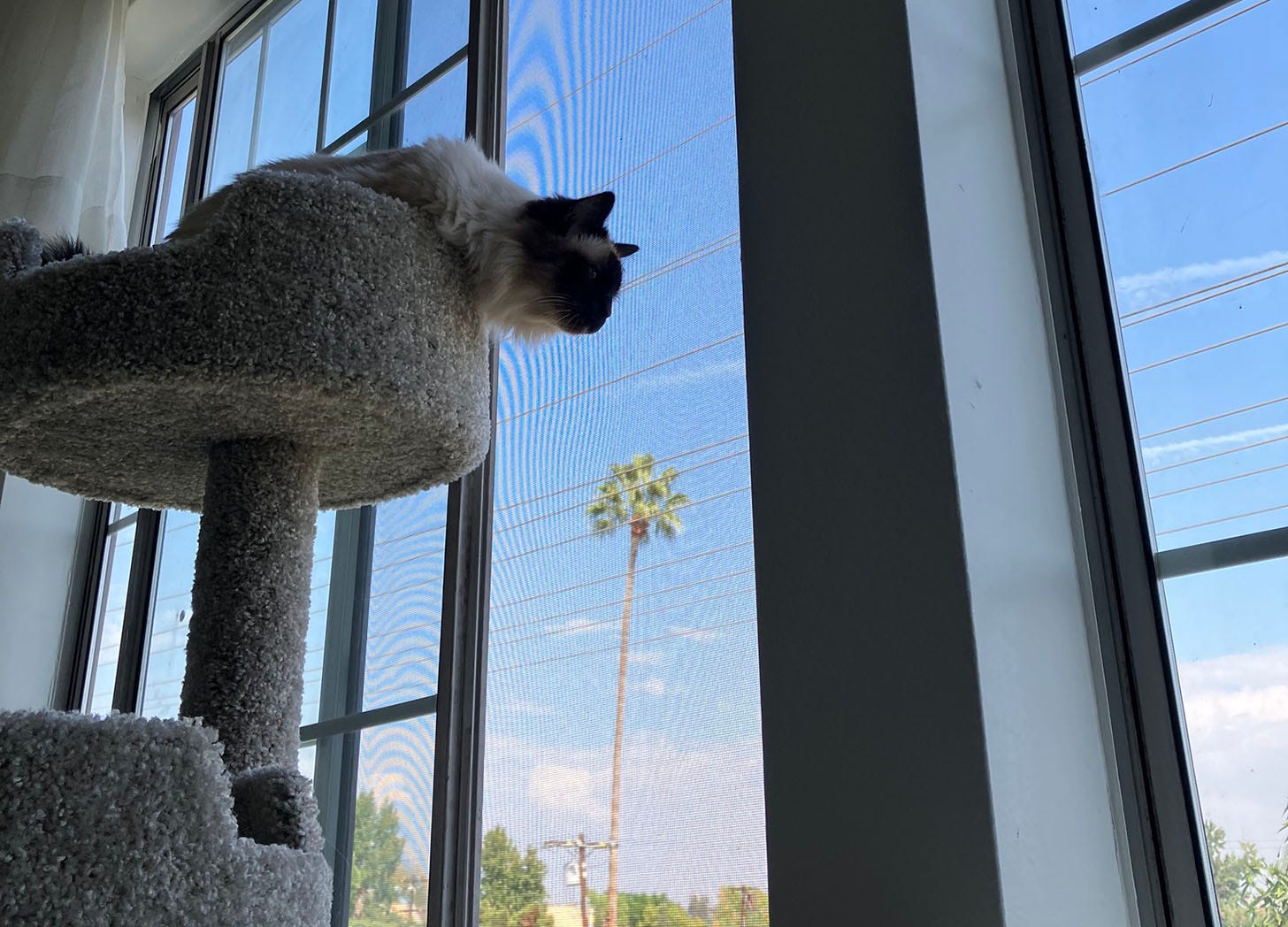 My cat, Dylan, perched on a cat tree and looking through a window with a palm tree in the distance.