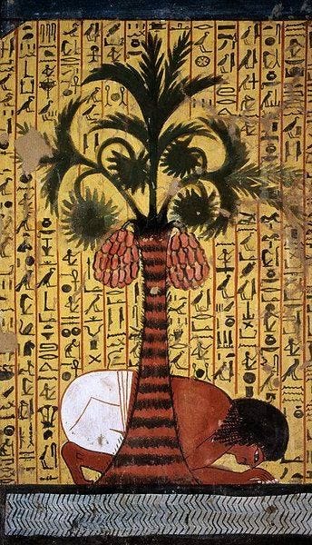 Pashedu Drinking Water Beneath a Palm Tree Laden With Dates -- 13th Century  BCE -- Tomb of Pashedu Deir el … | Ancient egyptian art, Egyptian art,  Egyptian painting