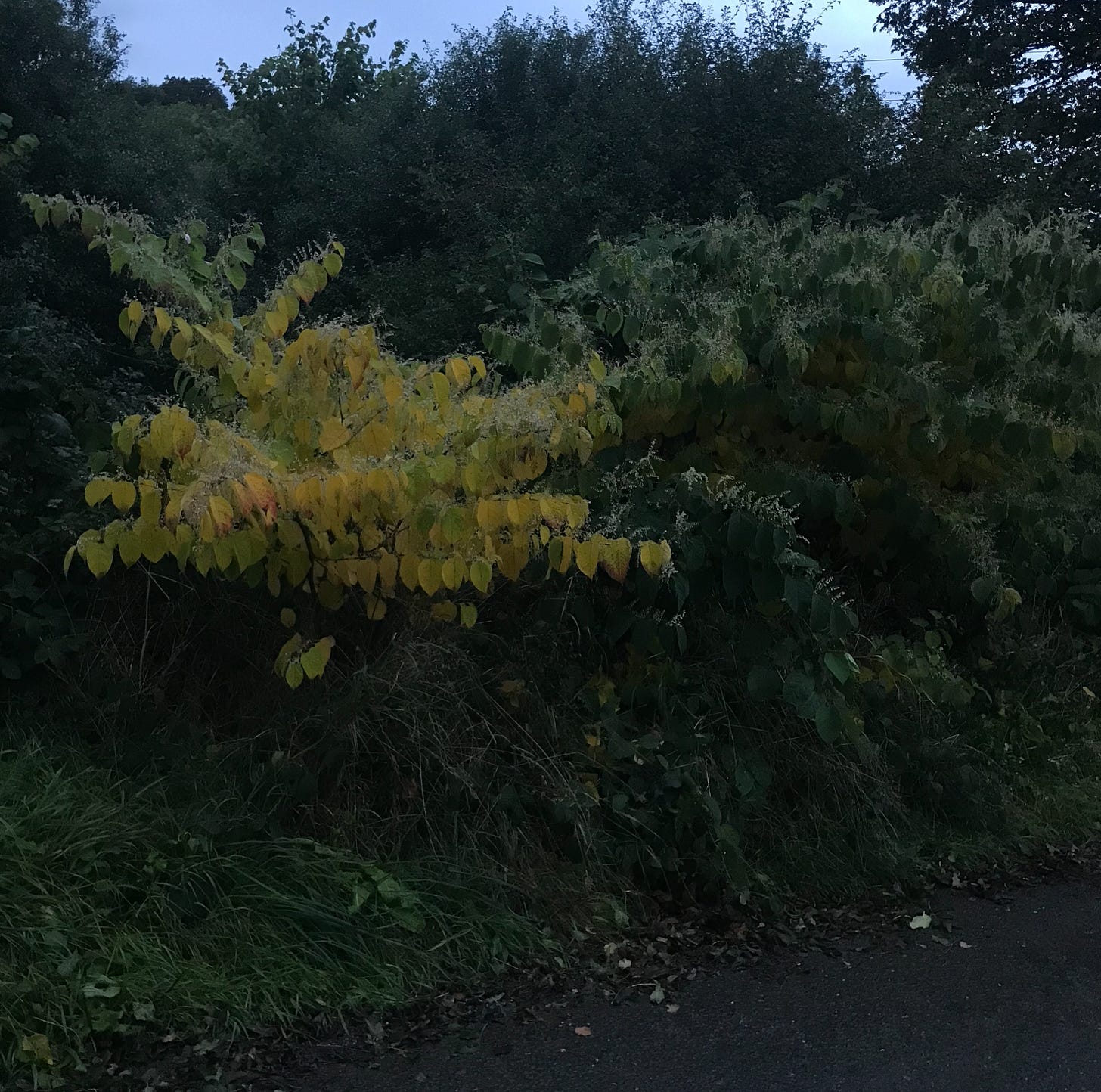 A dusky photo of a hedgerow, a cool blue sky just visible at the top, bushes in various dark greens. A tree with bright yellow teardrop shaped leaves stands out in the foreground.   