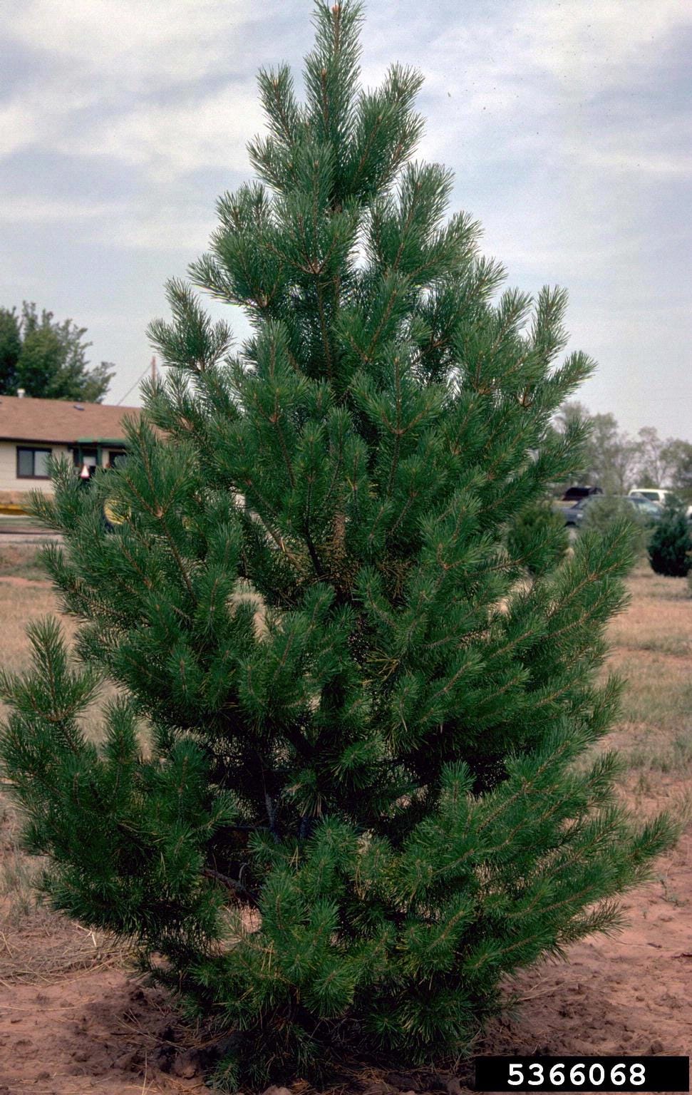 An unadorned Scotts pine tree