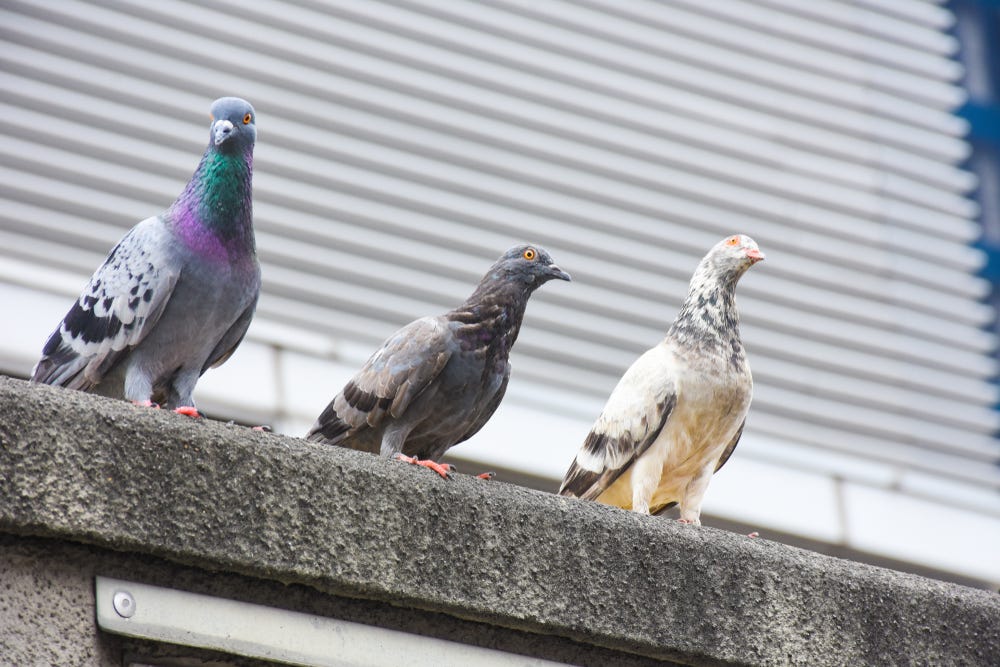 Focus of Pigeons cling on cement floor in town with City Background (Columba livia domestica), Pigeon or domestic pigeon or Columba livia domestica or rock dove or rock pigeon.