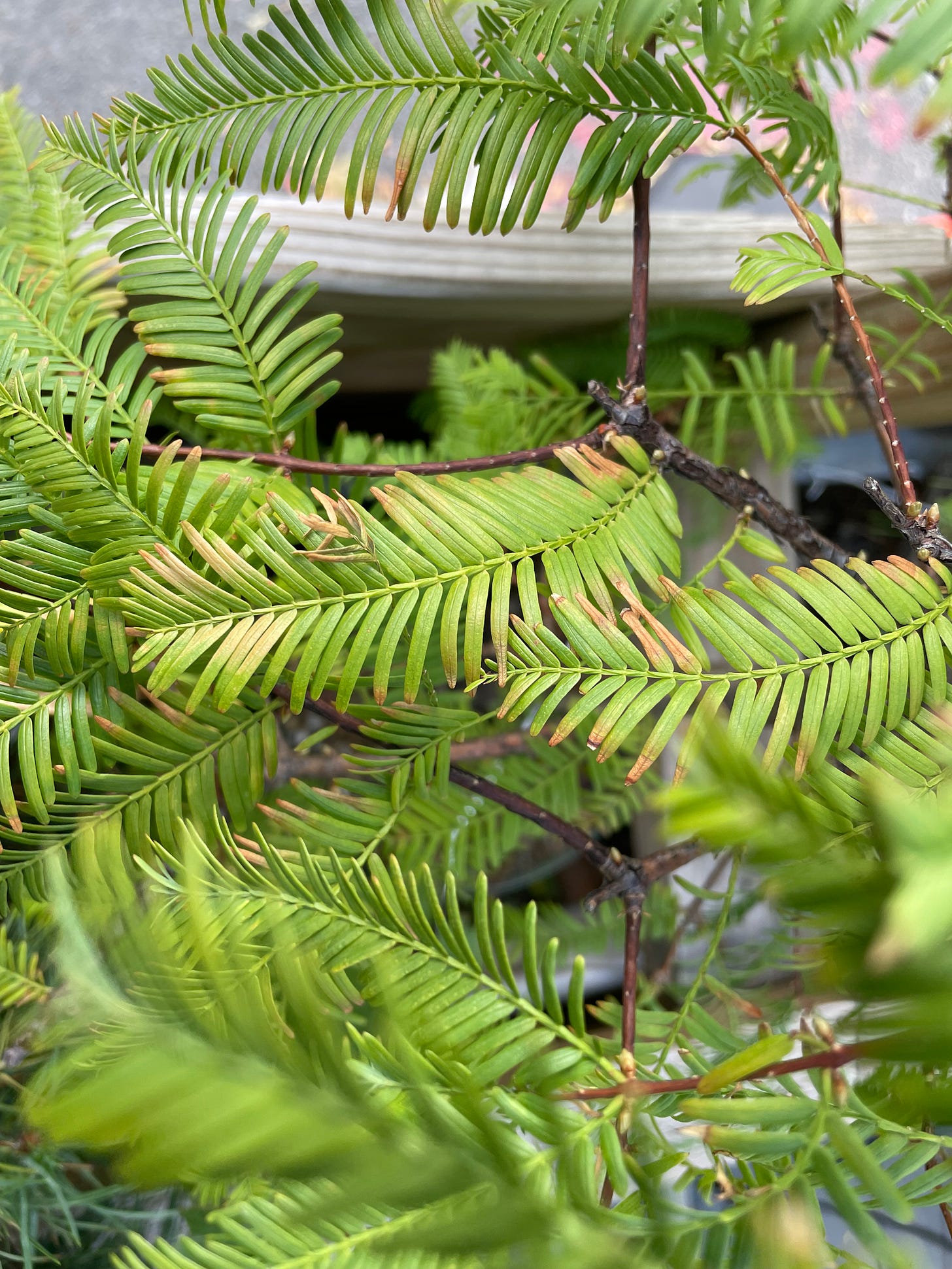 ID: Up close photo of dawn redwood foliage tinged with brown in spots