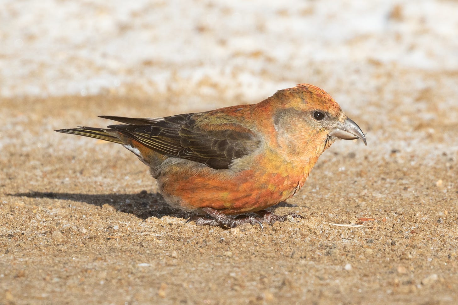 a brick-red and yellow bird with brown wings sitting in a road govered in grit with snow in the background. the bird is facing left. it has beady black eyes and a brown beak, whose top mandible crosses over its bottom mandible. it is facing right.