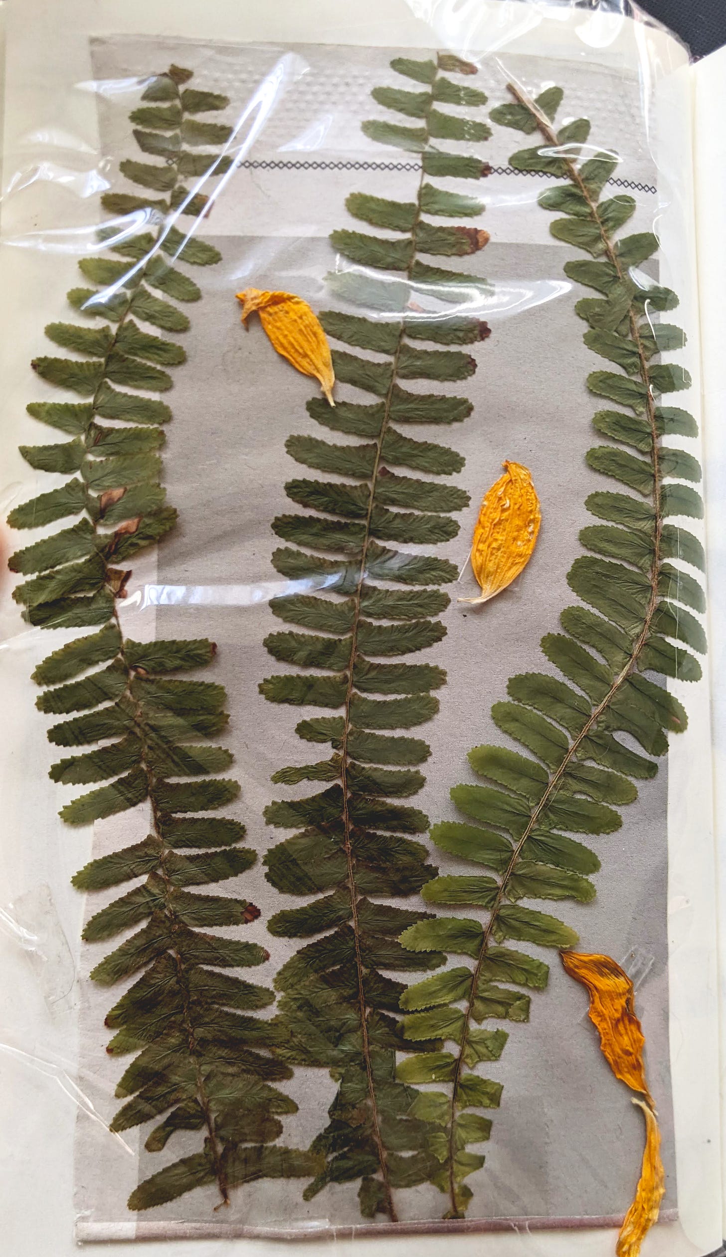 A collage with gray newspaper, long fern leaves, and dried yellow petals.