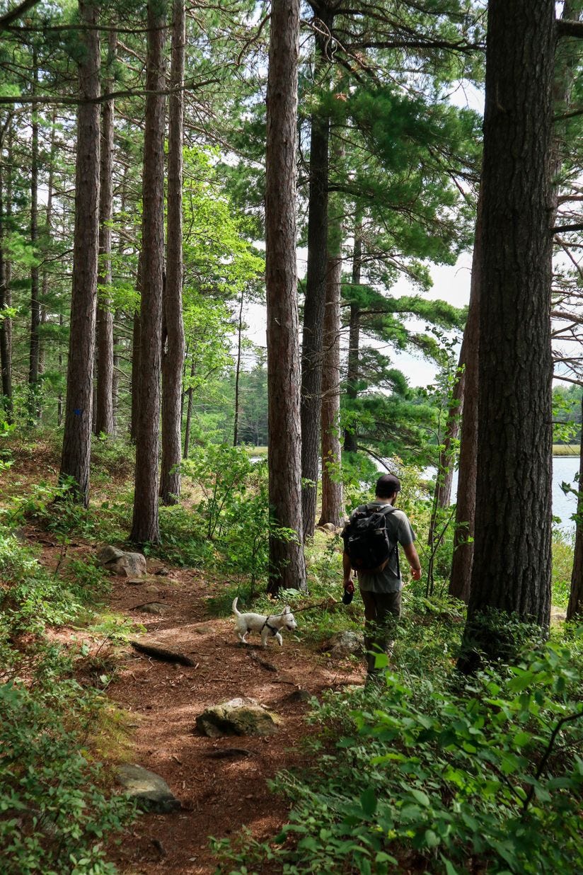 image of man hiking in woods with dog