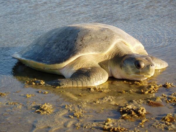 Flatback Turtle — SEE Turtles