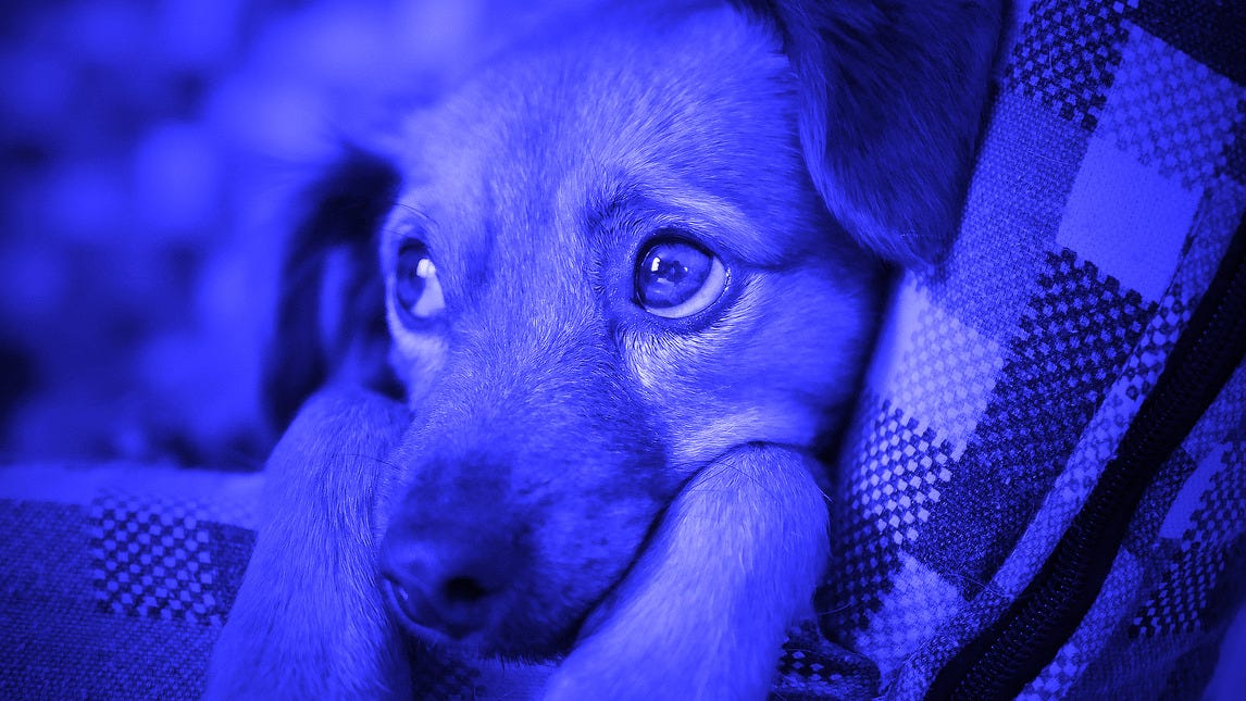 Image of sad puppy