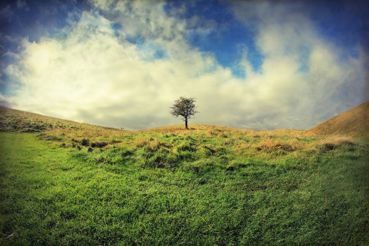 A Hawthorn tree standing alone in the middle of an Irish field