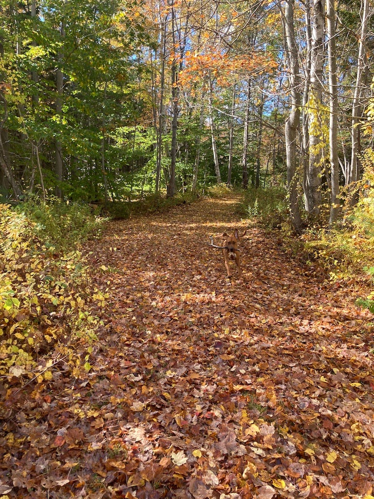 Another picture of the leaf-strewn path, allegedly containing an extremely fall-colored dog.