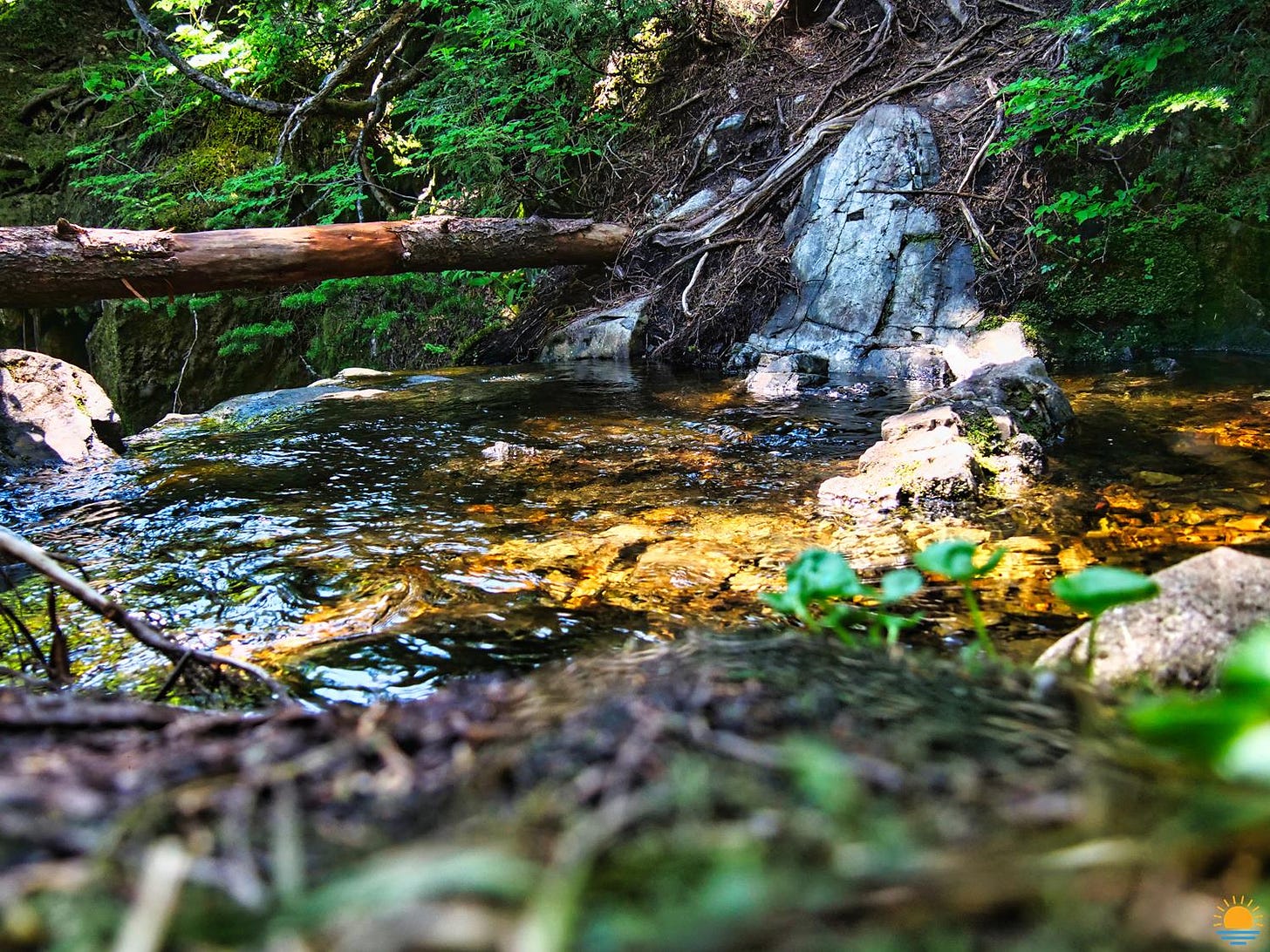 Cool stream on a summer day.