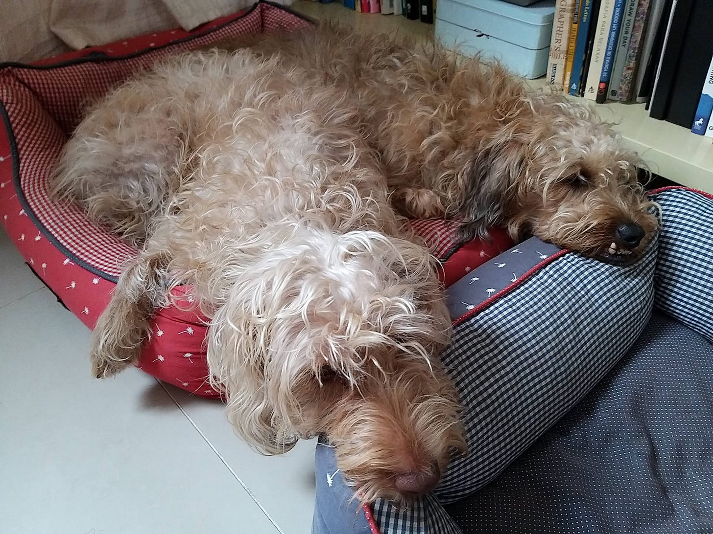Dois cachorros sem raça definida e pelo caramelo e bege bagunçado dividindo a mesma caminha de pano vermelha