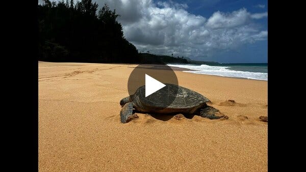 Thanks to loyal readers Genna and Kiera, here’s the serene and majestic Kauapea, enjoying the beautiful beach in Kauai before heading back out to sea. hltr.co/pets