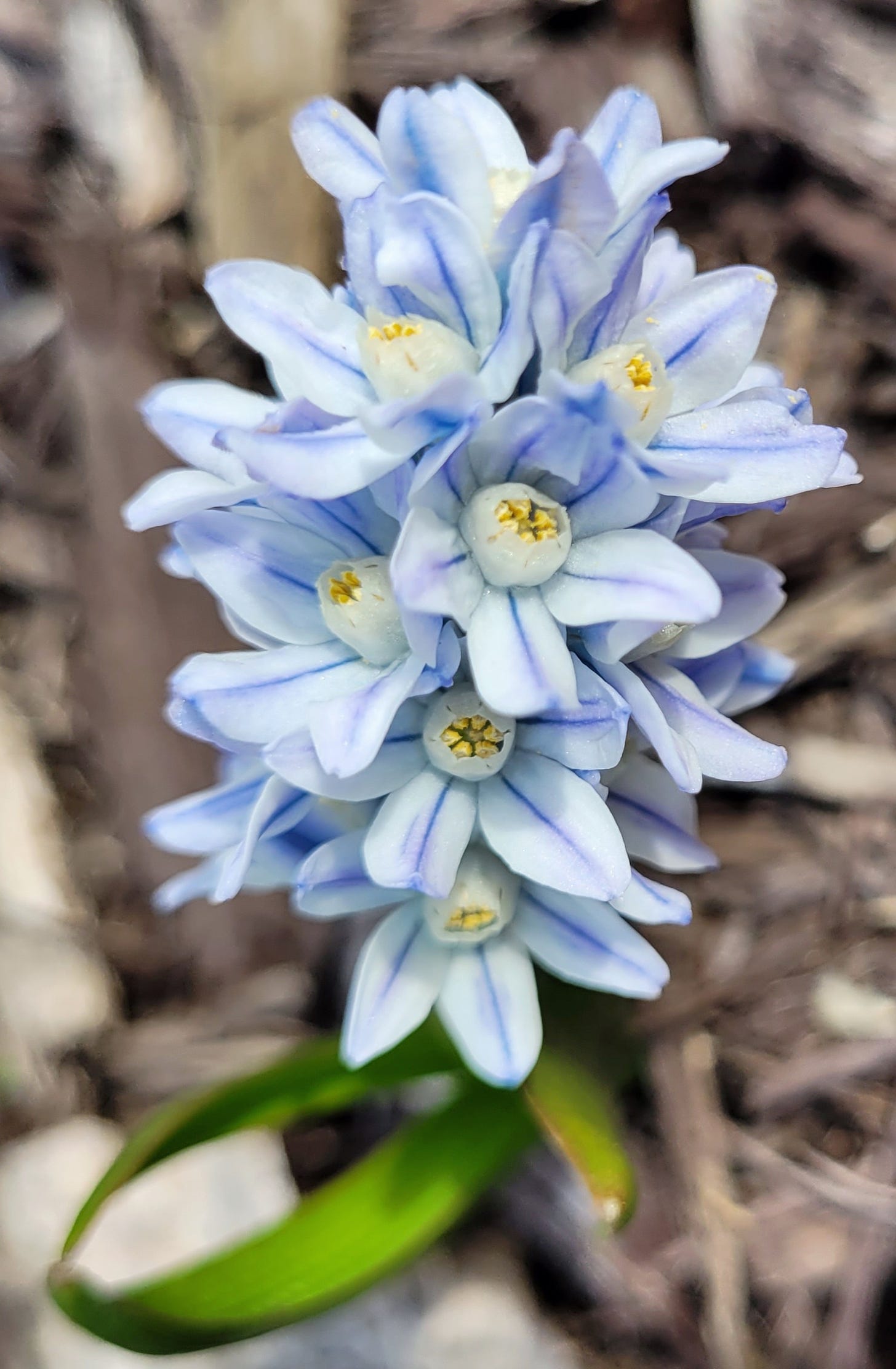 Striped squill flower in my garden; Icy blue with dark blue stripes down the middle of each petal