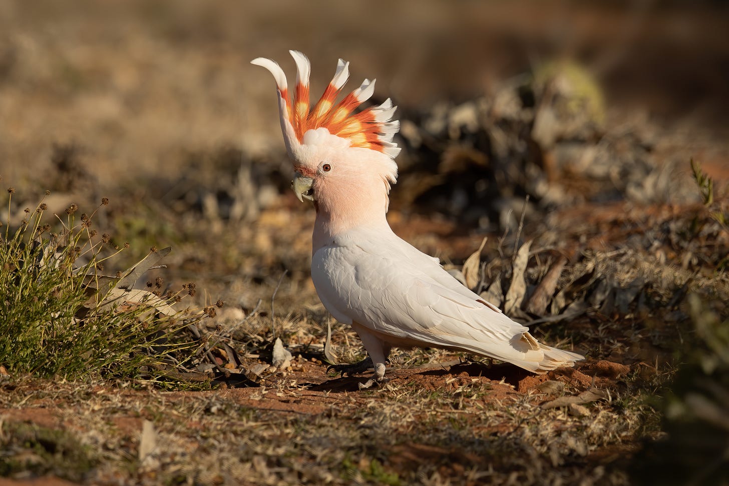 Major Mitchell's cockatoo - Wikipedia