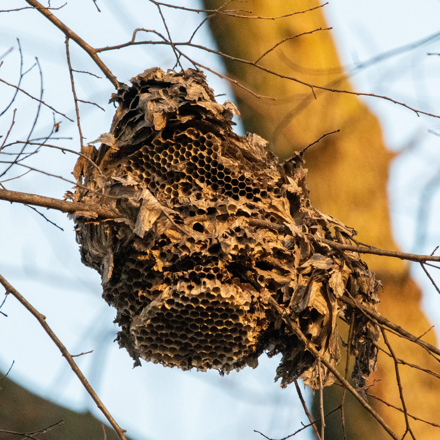 A decayed wasp's nest, high in a bare tree, in the light of sunset