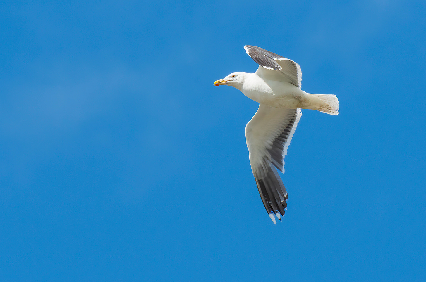 Photo of a great black-backed gull in flight against a bright blue sky