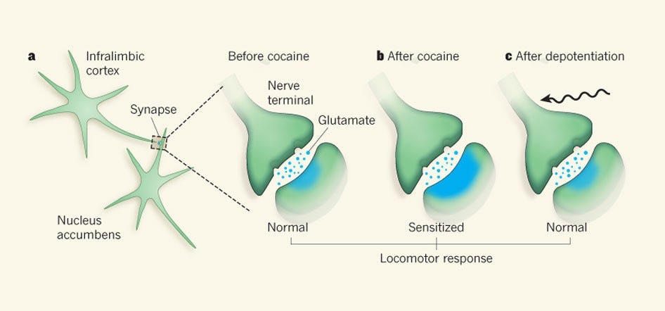 Behavioural effects of cocaine reversed | Nature