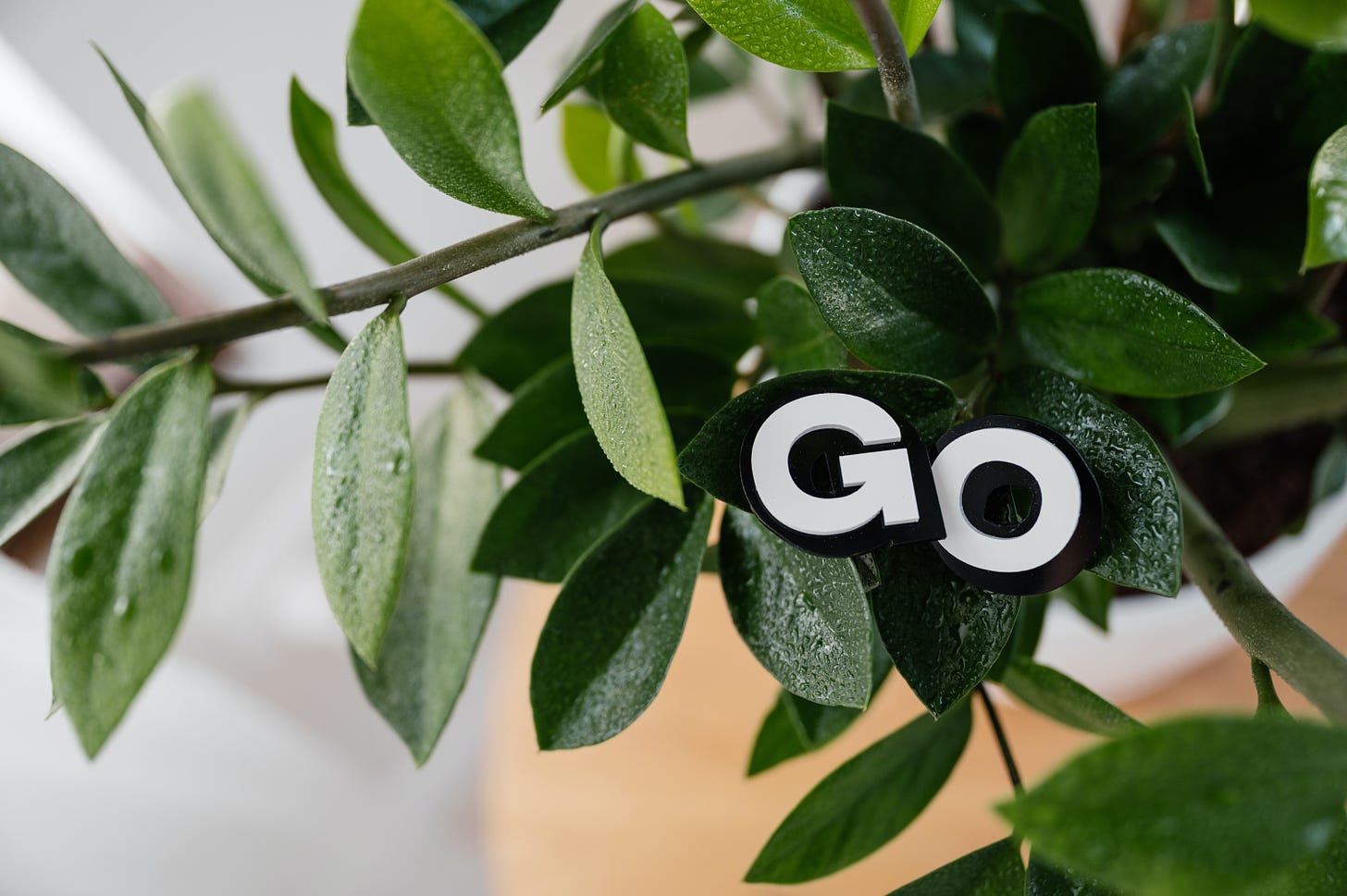 The word "Go" laying on a plant's green leaves.