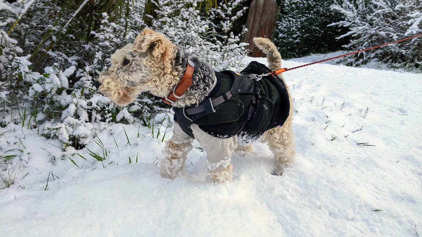 Nutmeg the Lakeland Terrier in a dark jacket. She is standing in snow up to her knees, with snow dusting her jacket. In the background are snow covered trees and the ground is white with snow.