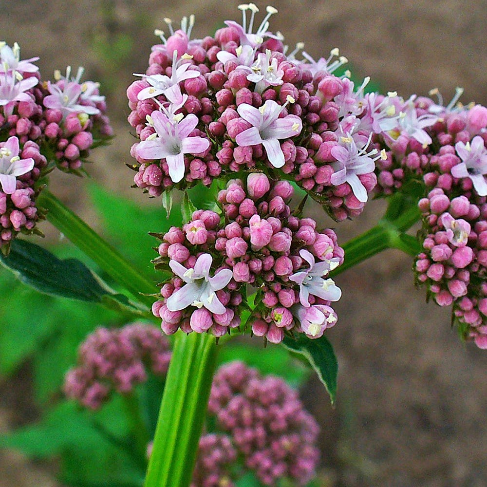 Valeriana officinalis | 'Valerian' | Seeds | Arkham's ...