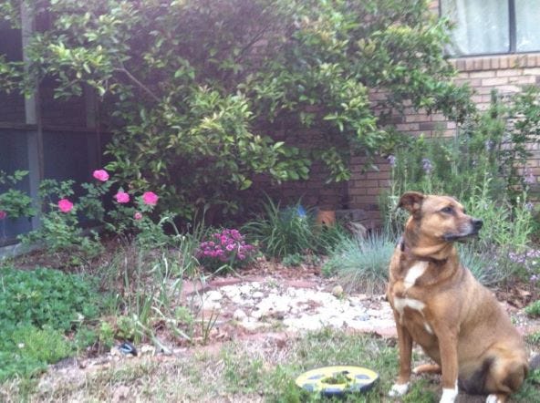 Brown shepherd-mix sitting taut and upright in the flower garden, alert and keenly watching something off-camera to the side.