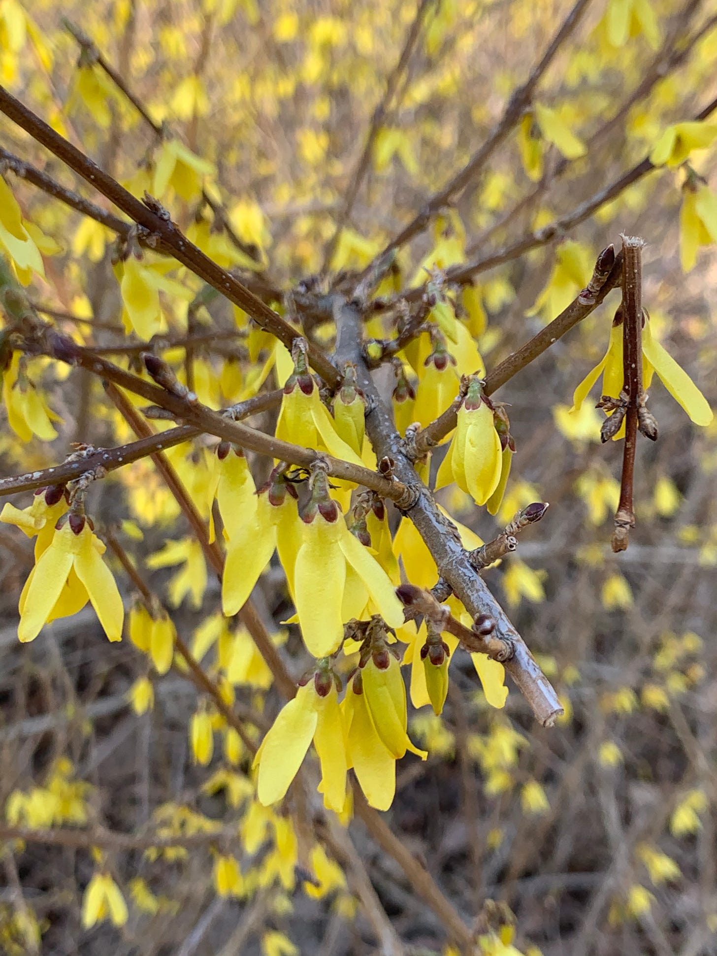 small yellow flowers drooping off of brown branches.