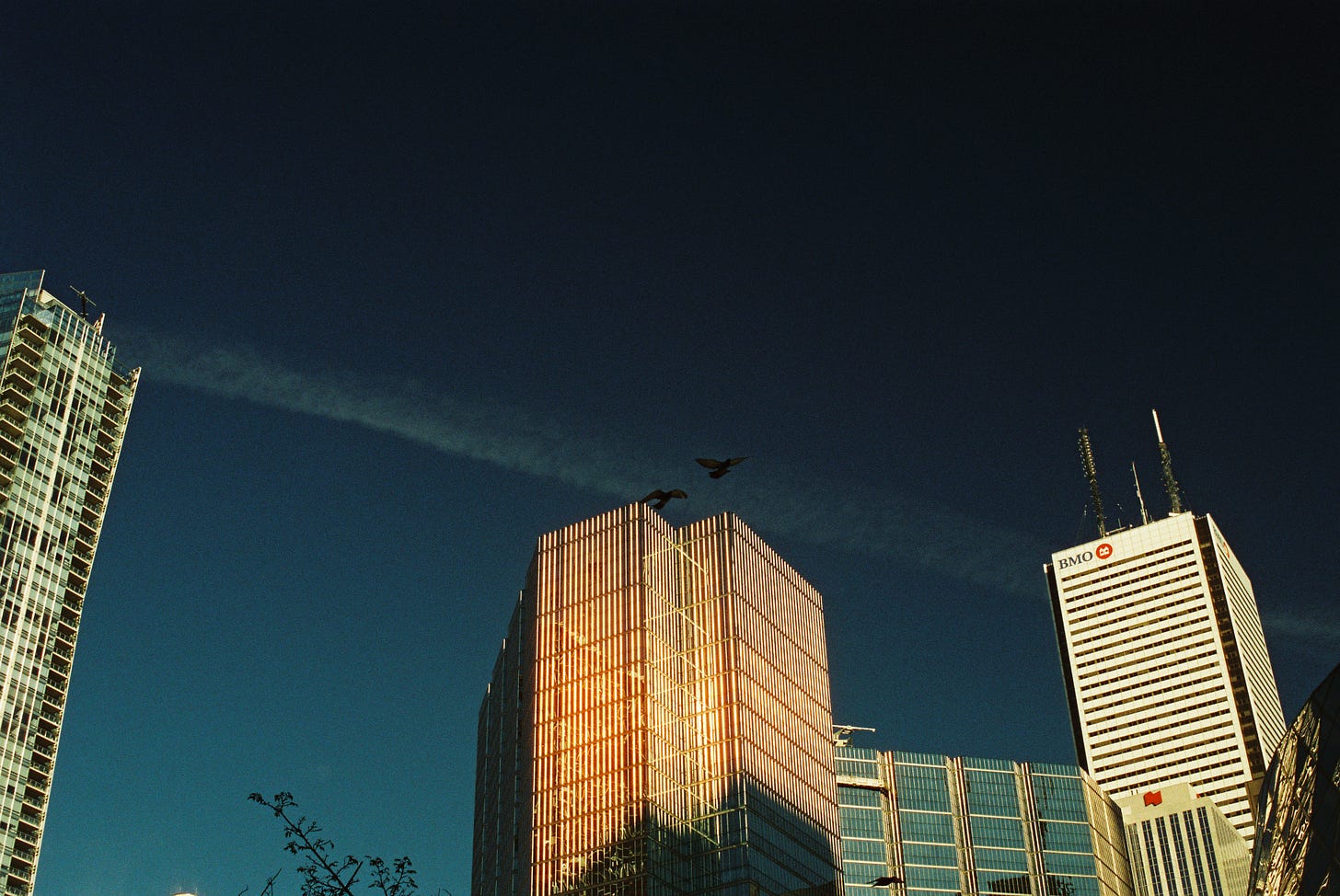A cityscape of some skyscrapers with two black birds flying over one of the buildings.