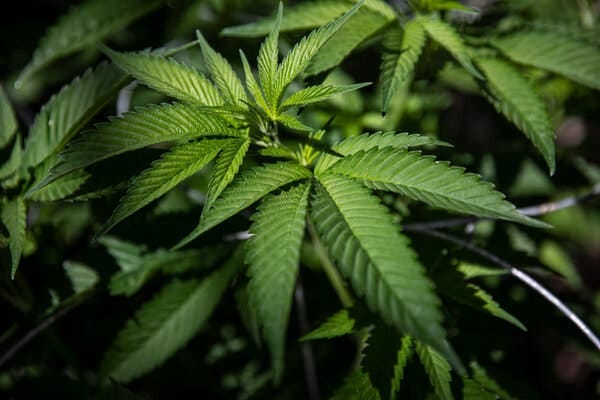 Supporters of marijuana decriminalization, including some Republicans who voted against the Democratic legislation, said on Friday that the vote was a necessary first step toward building consensus on legislation that can become law.