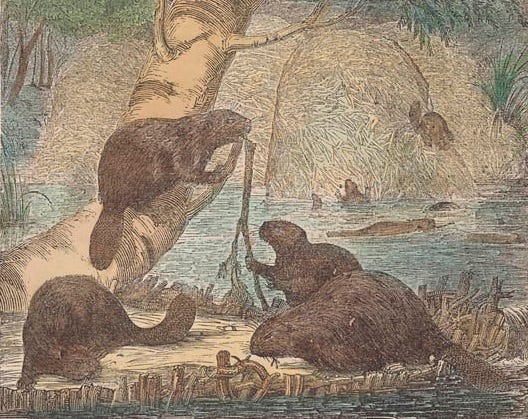 https://upload.wikimedia.org/wikipedia/commons/c/c8/The_Beaver_Beavers_and_their_habitations.jpg