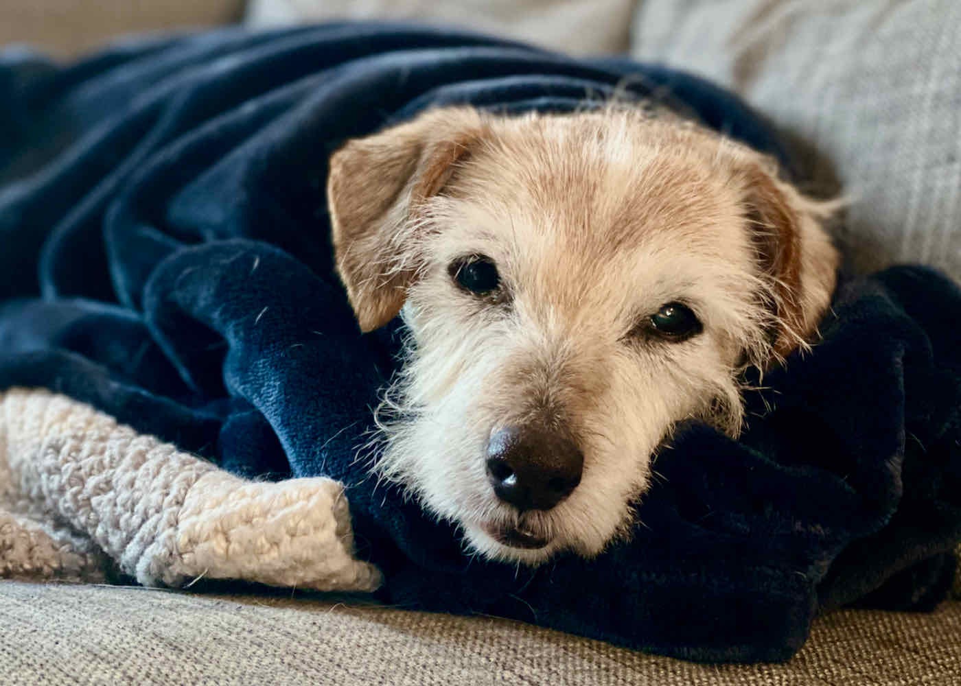 Fozzie wrapped up in a dark blue blanket