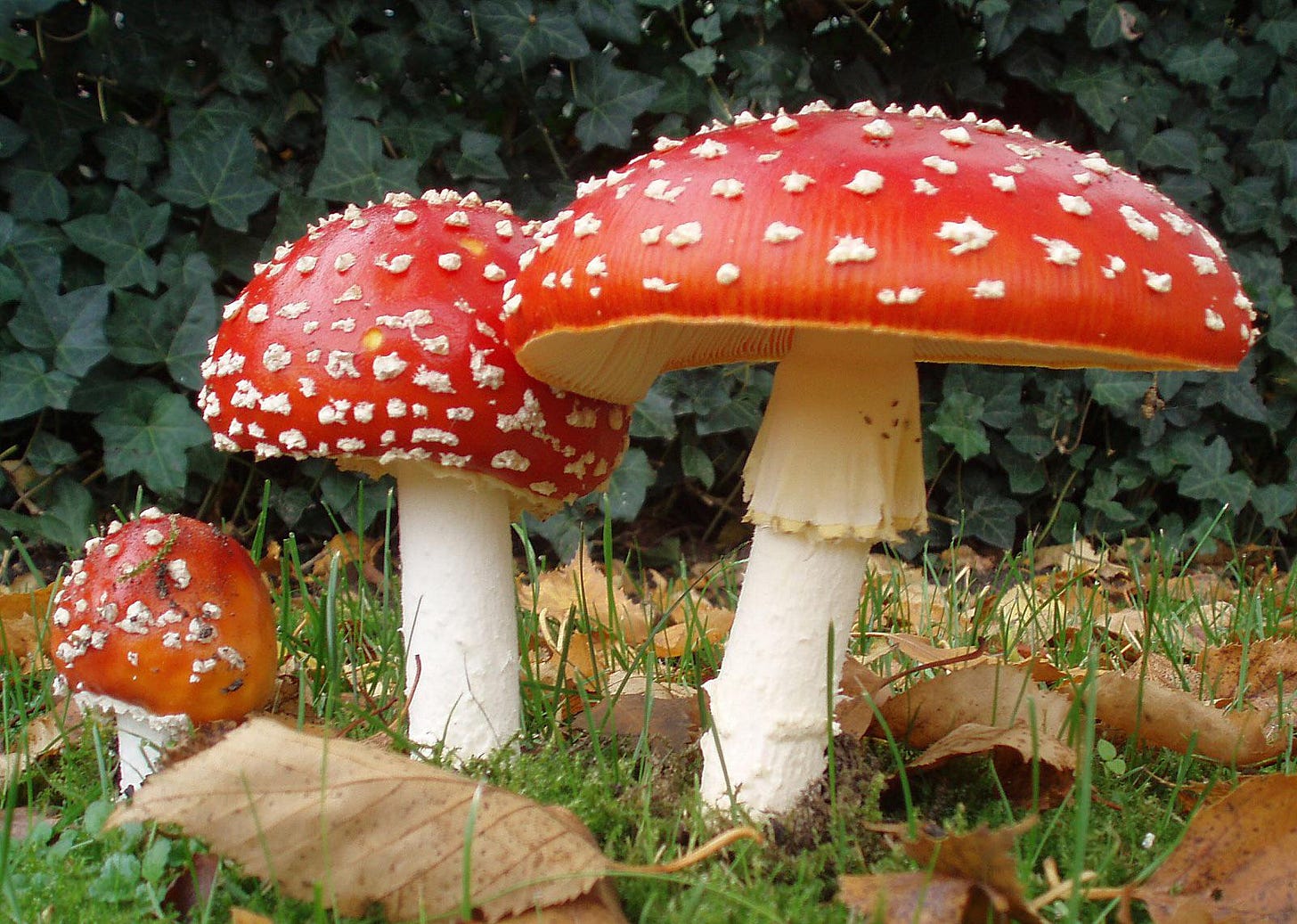 Has anyone ever tried amanita muscaria (fly agaric) if so what was your  experience like? : r/shroomers