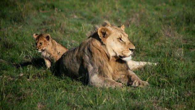 A young cub alongside an adolescent male. The first cubs to be born at Samara in nearly 200 years are now approximately two years old.