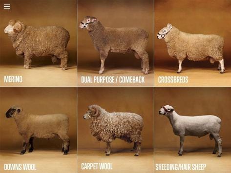 Sheep Breeds by AWEX poster
