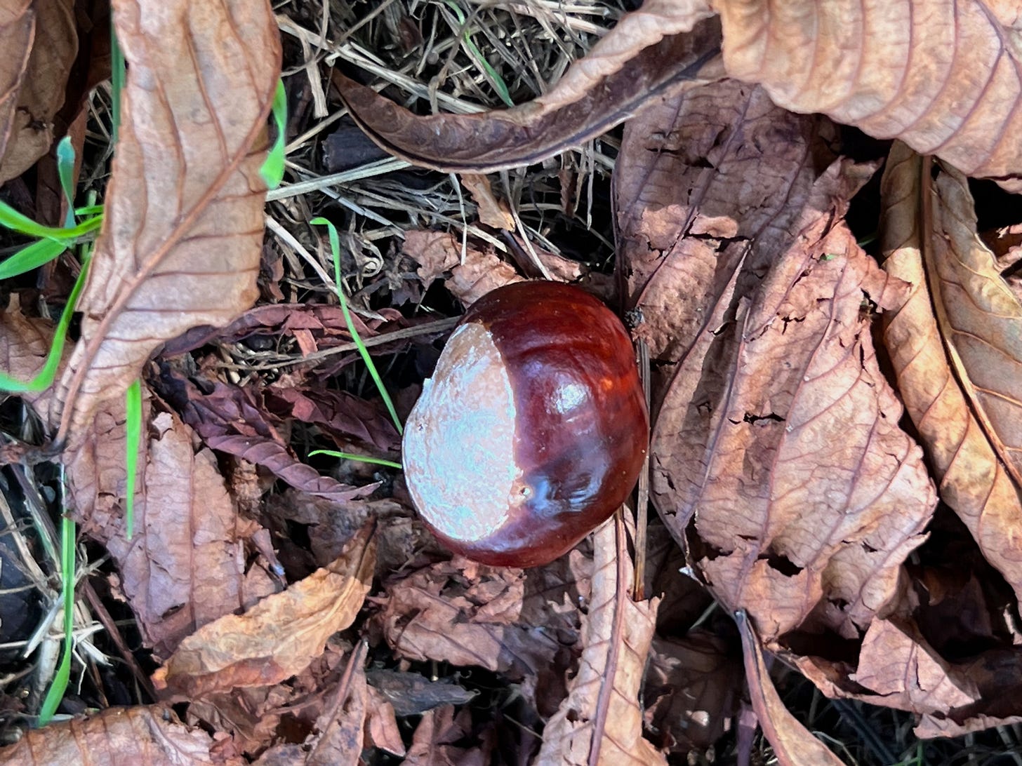 a conker