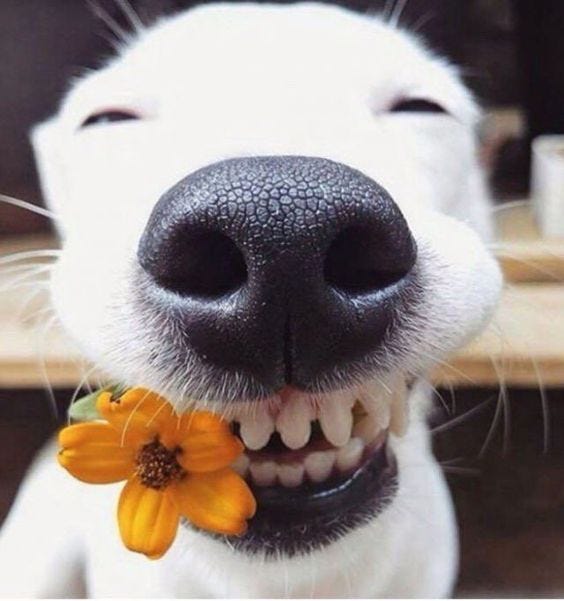 Take A Look At The Happiest #Dogs To Help You Get Through Monday!  http://ibeebz.com #It'sADogsLife | Happy dogs, Cute animals, Baby animals