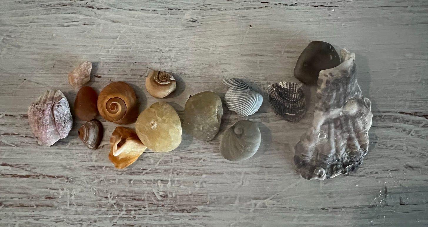 a variety of seashells arranged in ROYGBIV order