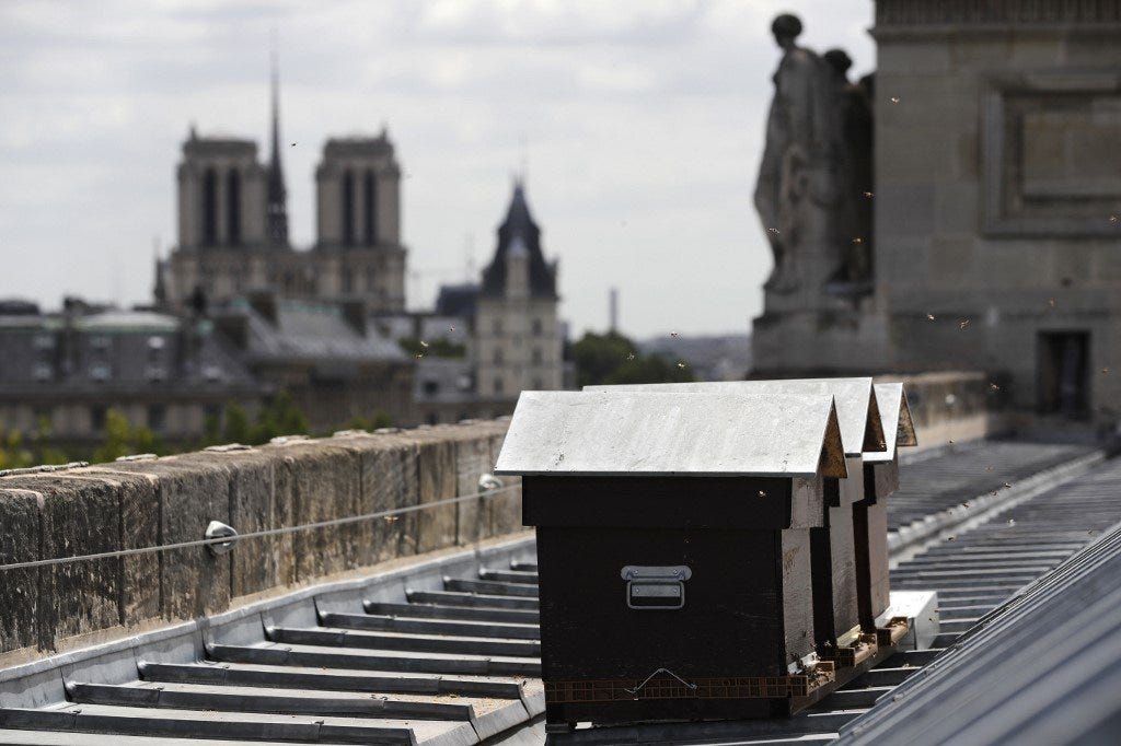 It&#39;s a miracle: Beehives of Notre-Dame survive inferno - The Local