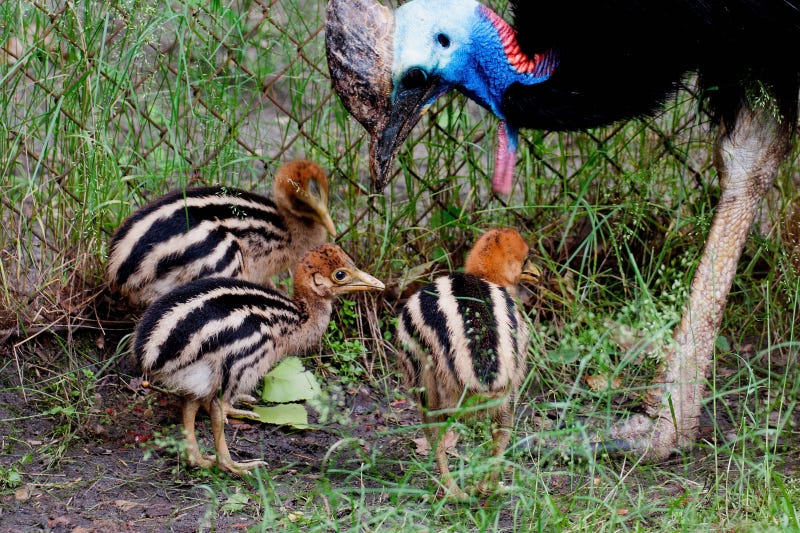 Southern Cassowaries Hatch at Lodz Zoo - ZooBorns