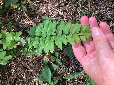 A woman's hand holding out a frond of the invasive green cliff brake fern.
