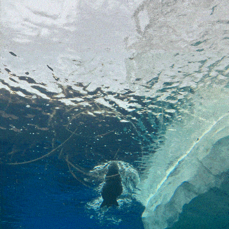 A stop-motion photo animation loop shot through a glass tunnel of the sea otters at the Detroit Zoo. An otter swims over head and then off to a fake glacier, lingering and then swimming off frame. The image is white, black, and blue. 