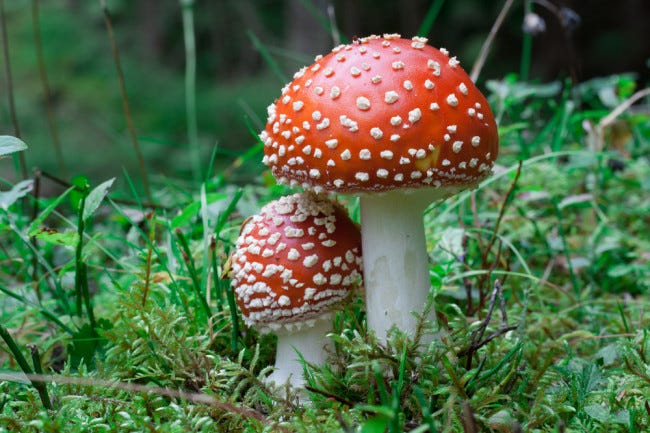 Beyond Psilocybin: Mushrooms Have Lots of Cool Compounds Scientists Should  Study | Discover Magazine