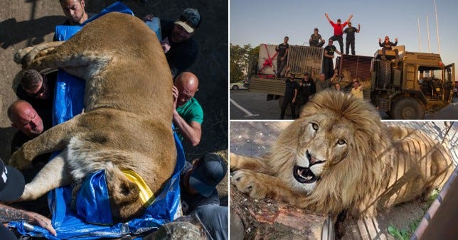 A lion named Mir (main picture) is due to be relocated from Romania to a natural haven in South Africa (Picture: Warriors of Wildlife/Facebook/@wowukr)