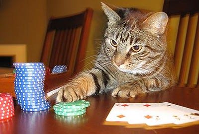 Gambling Cat | dj_chung | Flickr