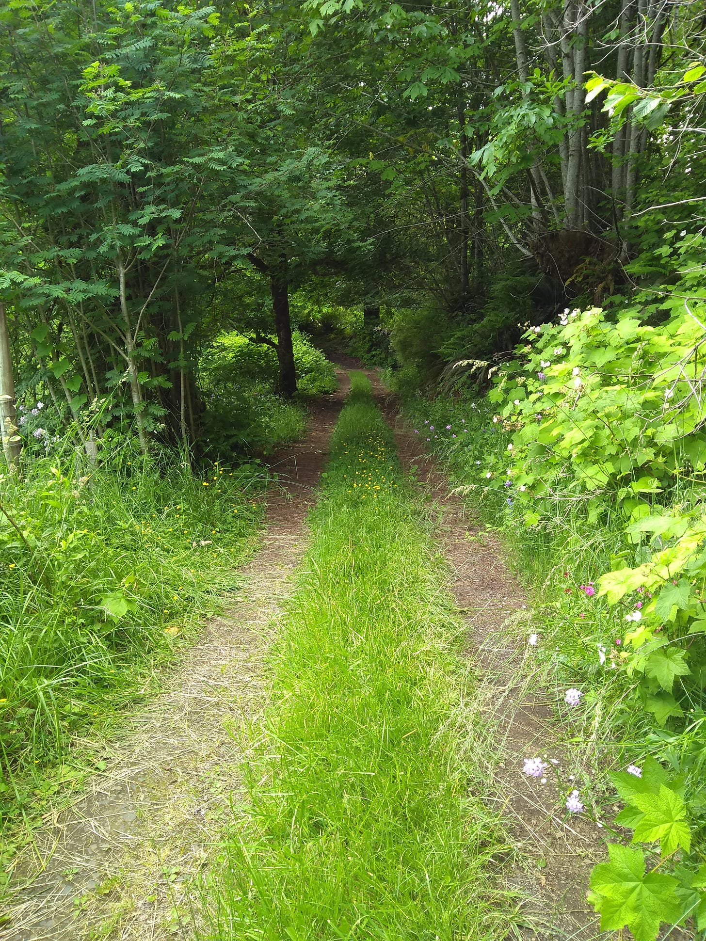 An old gravel driveway leads away through a tangle of green growth, trees, and wildflowers.