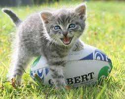 Pin by Lynn Mostert on Gato, cat, chat, neko | Cats, Rugby sport, Cat photo