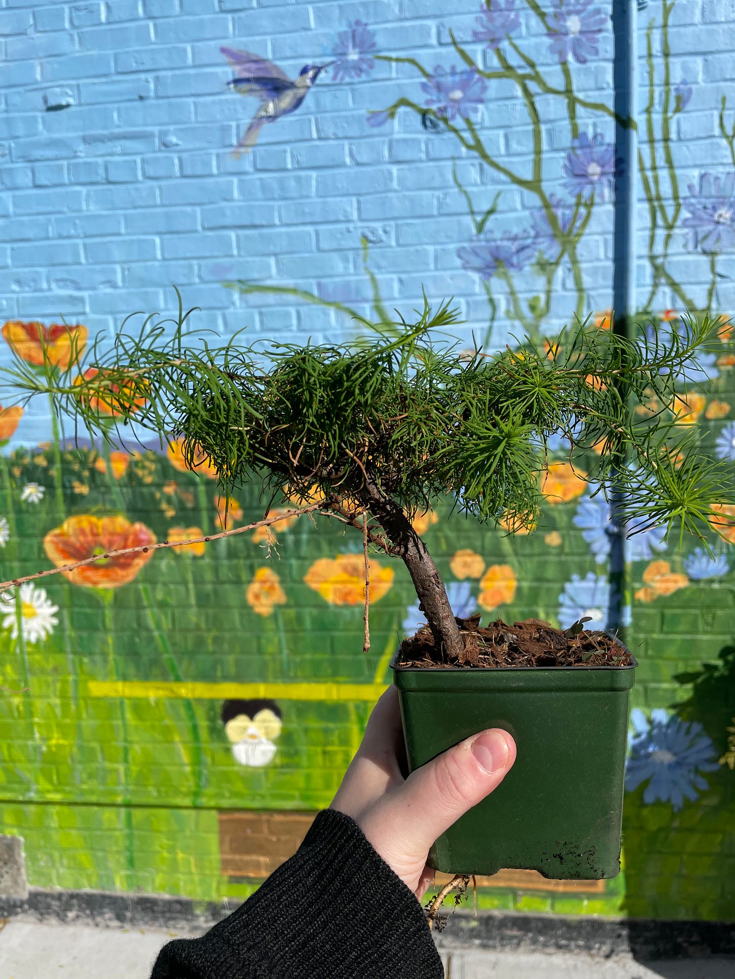 ID: Photo of larch pre bonsai with a shaggy flat top