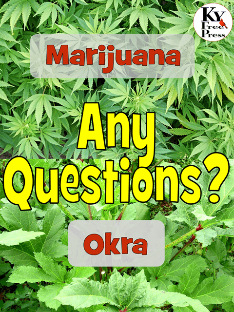 cannabis-okra-tall